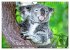 Koalas - Kuscheliges Symbol Australiens... - Bild 15