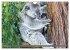 Koalas - Kuscheliges Symbol Australiens... - Bild 8