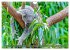 Koalas - Kuscheliges Symbol Australiens... - Bild 10