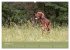 Setter - Geliebter Freund und... - Bild 2