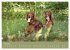 Setter - Geliebter Freund und... - Bild 11
