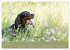 Setter - Geliebter Freund und... - Bild 12