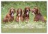 Setter - Geliebter Freund und... - Bild 13