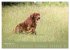 Setter - Geliebter Freund und... - Bild 3