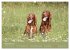 Setter - Geliebter Freund und... - Bild 4