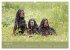 Setter - Geliebter Freund und... - Bild 6