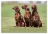 Setter - Geliebter Freund und... - Bild 7