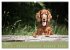 Setter - Geliebter Freund und... - Bild 9