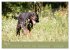 Setter - Geliebter Freund und... - Bild 10