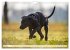 Weimaraner-Labrador (Wandkalender 2026... - Bild 12