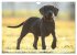Weimaraner-Labrador (Wandkalender 2026... - Bild 13