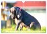 Weimaraner-Labrador (Wandkalender 2026... - Bild 14