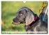 Weimaraner-Labrador (Wandkalender 2026... - Bild 15