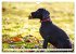 Weimaraner-Labrador (Wandkalender 2026... - Bild 3