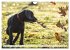 Weimaraner-Labrador (Wandkalender 2026... - Bild 4
