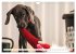 Weimaraner-Labrador (Wandkalender 2026... - Bild 5