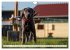 Weimaraner-Labrador (Wandkalender 2026... - Bild 8