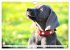 Weimaraner-Labrador (Wandkalender 2026... - Bild 9