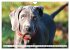 Weimaraner-Labrador (Wandkalender 2026... - Bild 10