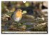 Geliebtes Rotkehlchen (Wandkalender... - Bild 11