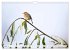 Geliebtes Rotkehlchen (Wandkalender... - Bild 14