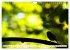Geliebtes Rotkehlchen (Wandkalender... - Bild 15