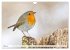 Geliebtes Rotkehlchen (Wandkalender... - Bild 9