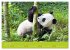 Der Große Panda Ein kuscheliger... - Bild 12