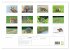 Der Rotfuchs (hochwertiger Premium... - Bild 5
