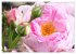 Romantische Rosenträume (Wandkalender... - Bild 13