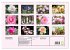 Romantische Rosenträume (Wandkalender... - Bild 6