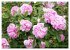 Romantische Rosenträume (Wandkalender... - Bild 9