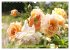 Romantische Rosenträume (Wandkalender... - Bild 10