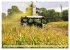 Maisernte am Deich (Wandkalender 2026... - Bild 15