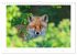Der Rotfuchs (Wandkalender 2026 DIN A4... - Bild 13
