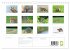 Der Rotfuchs (Wandkalender 2026 DIN A4... - Bild 6