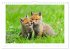 Der Rotfuchs (Wandkalender 2026 DIN A4... - Bild 10