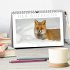 Der Rotfuchs (Tischkalender 2026 DIN A5... - Bild 2