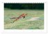 Der Rotfuchs (Tischkalender 2026 DIN A5... - Bild 15