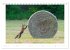 Der Rotfuchs (Tischkalender 2026 DIN A5... - Bild 3
