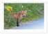 Der Rotfuchs (Tischkalender 2026 DIN A5... - Bild 4