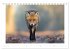 Der Rotfuchs (Tischkalender 2026 DIN A5... - Bild 8