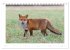 Der Rotfuchs (Tischkalender 2026 DIN A5... - Bild 9