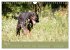 Setter - Geliebter Freund und... - Bild 11