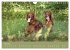 Setter - Geliebter Freund und... - Bild 12