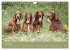 Setter - Geliebter Freund und... - Bild 14
