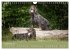 Setter - Geliebter Freund und... - Bild 15