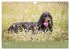 Setter - Geliebter Freund und... - Bild 9