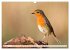 Geliebtes Rotkehlchen (Wandkalender... - Bild 13