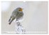 Geliebtes Rotkehlchen (Wandkalender... - Bild 4